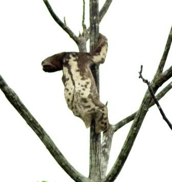 Paresseux, Réserve Pacaya-Simiria